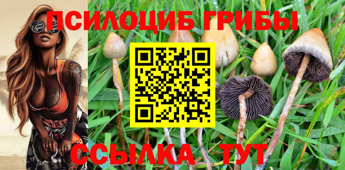 Елизово  Галлюциногенные грибы GOLDEN TEACHER  Вход с VPN 